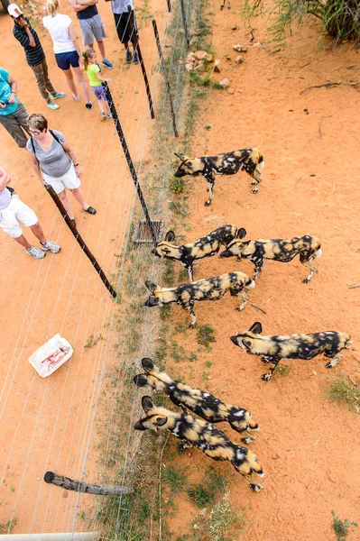 Naankuse Wildlife Sanctuary Namibia Jan 2016 Pessoas Não Identificadas Observando — Fotografia de Stock