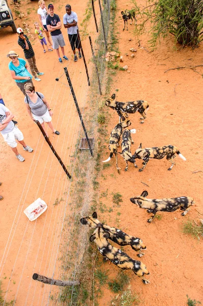 Sanctuaire Naankuse Wildlife Namibie Jan 2016 Des Personnes Non Identifiées — Photo