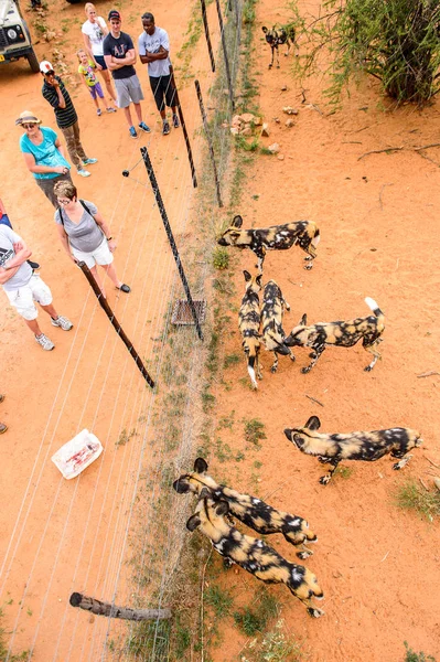 Sanctuaire Naankuse Wildlife Namibie Jan 2016 Des Personnes Non Identifiées — Photo