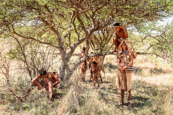 Östlich Von Windhoek Namibia Janus 2016 Unbekannte Buschmannfamilie Buschmänner Sind — Stockfoto