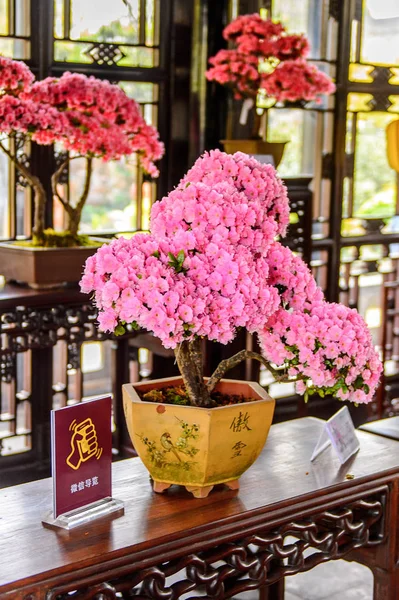 Suzhou Chine 1Er Avril 2016 Fleurs Dans Des Pavillons Jardin — Photo