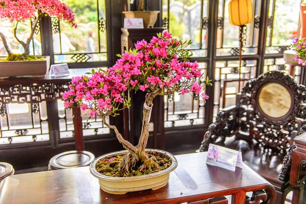 Suzhou China Apr 2016 Flowers One Pavilions Humble Administrator Garden — Stock Photo, Image