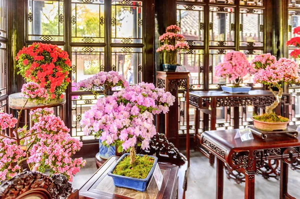 Suzhou China Abr 2016 Flores Uno Los Pabellones Del Jardín —  Fotos de Stock