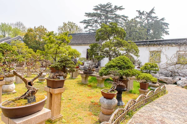 Suzhou Chine 1Er Avril 2016 Nature Jardin Administrateur Humble Jardin — Photo