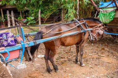 Inwa, Myanmar - 25 Ağustos 2016: Inwa, Mandalay Region, Burma yolu üzerindeki bir köyde at arabası. Bu da turistler için bir taksi seçeneği