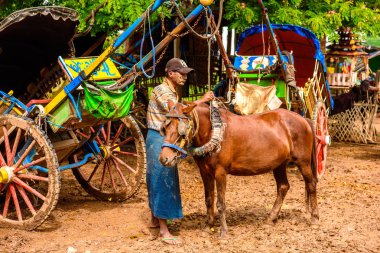 Inwa, Myanmar - Ağu 25, 2016: Tanımlanamayan Buemes adam Inwa, Mandalay Bölgesi, Burma yolunda bir köyde bir at yol için bir at hazırlar. Bu da turistler için bir taksi seçeneği