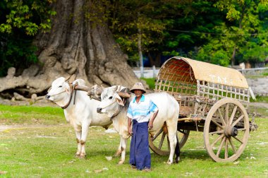 Mingun, Myanmar - 26 Ağustos 2016: İnek taşıma. Bu turistler için yerel bir taksi