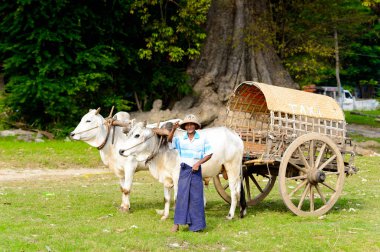 Mingun, Myanmar - 26 Ağustos 2016: İnek taşıma. Bu turistler için yerel bir taksi
