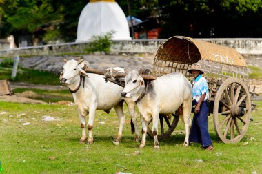 Mingun, Myanmar - 26 Ağustos 2016: İnek taşıma. Bu turistler için yerel bir taksi