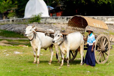 Mingun, Myanmar - 26 Ağustos 2016: İnek taşıma. Bu turistler için yerel bir taksi