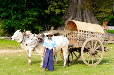 Mingun, Myanmar - 26 Ağustos 2016: İnek taşıma. Bu turistler için yerel bir taksi