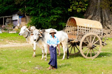 Mingun, Myanmar - 26 Ağustos 2016: İnek taşıma. Bu turistler için yerel bir taksi