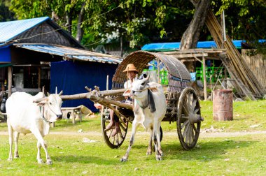Mingun, Myanmar - 26 Ağustos 2016: İnek taşıma. Bu turistler için yerel bir taksi