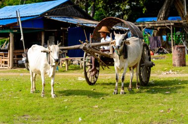 Mingun, Myanmar - 26 Ağustos 2016: İnek taşıma. Bu turistler için yerel bir taksi
