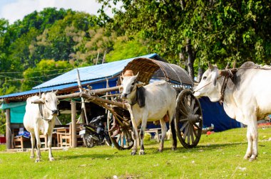 Mingun, Myanmar - 26 Ağustos 2016: İnek taşıma. Bu turistler için yerel bir taksi