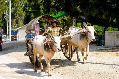 Mingun, Myanmar - 26 Ağustos 2016: İnek taşıma. Bu turistler için yerel bir taksi