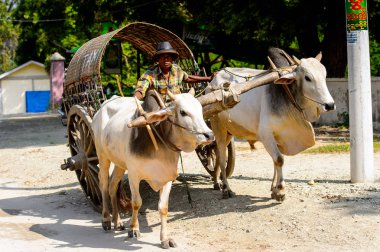 Mingun, Myanmar - 26 Ağustos 2016: İnek taşıma. Bu turistler için yerel bir taksi
