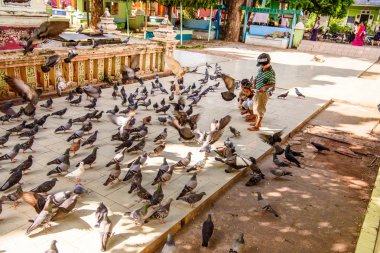 Monywa, Myanmar - 27 Ağustos 2016: Tanımlanamayan Birmanyalı çocuklar güvercinleri besliyor. Myanma halkının yüzde 68'i Bamar etnik grubuna mensandı