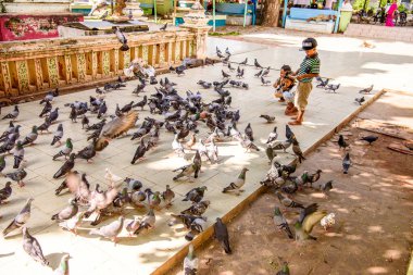 Monywa, Myanmar - 27 Ağustos 2016: Tanımlanamayan Birmanyalı çocuklar güvercinleri besliyor. Myanma halkının yüzde 68'i Bamar etnik grubuna mensandı