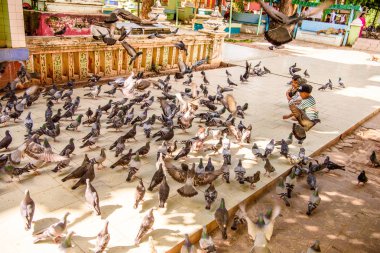 Monywa, Myanmar - 27 Ağustos 2016: Tanımlanamayan Birmanyalı çocuklar güvercinleri besliyor. Myanma halkının yüzde 68'i Bamar etnik grubuna mensandı