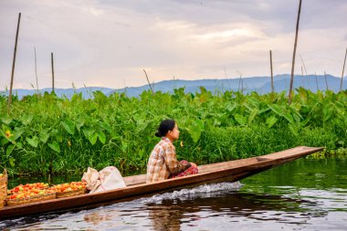 Inle Lake, Myanmar - Ağu 30, 2016: Bambu tekne kimliği belirsiz Birmanya kız Inle Sap üzerinde yelken, Shan Eyaleti Taunggyi İlçesi Nyaungshwe İlçesi'nde bulunan bir tatlı su gölü, Myanmar