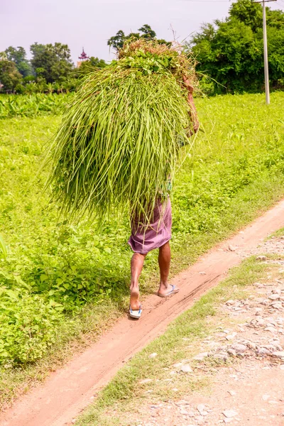 Inwa Myanmar August 2016 Unidentified Burmese Woman Carriying Bunch Plants — Stock Photo, Image