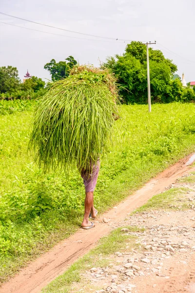 Inwa Myanmar August 2016 Unidentified Burmese Woman Carriying Bunch Plants — Stock Photo, Image