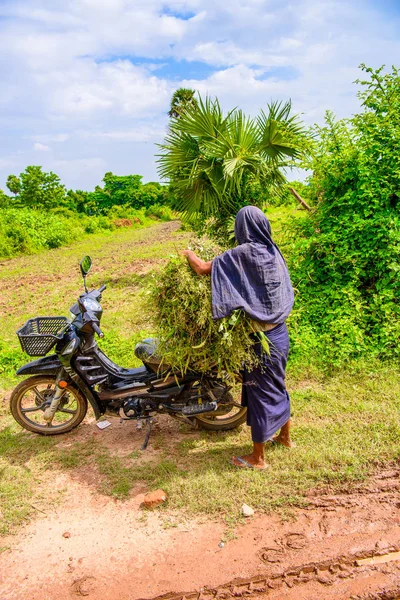 Inwa Myanmar August 2016 Unidentified Burmese Woman Carriying Bunch Plants — Stock Photo, Image