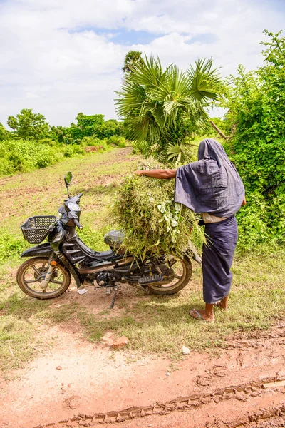 Inwa Myanmar August 2016 Unidentified Burmese Woman Carriying Bunch Plants — Stock Photo, Image