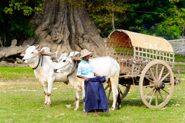 Mingun Myanmar Ago 2016 Transporte Con Vacas Taxi Local Para — Foto de Stock