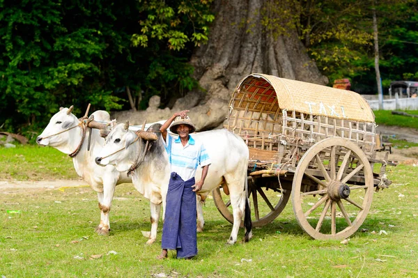 Mingun, Myanmar - 26 Ağustos 2016: İnek taşıma. Bu turistler için yerel bir taksi