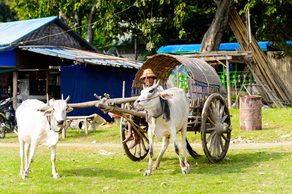 Mingun, Myanmar - 26 Ağustos 2016: İnek taşıma. Bu turistler için yerel bir taksi