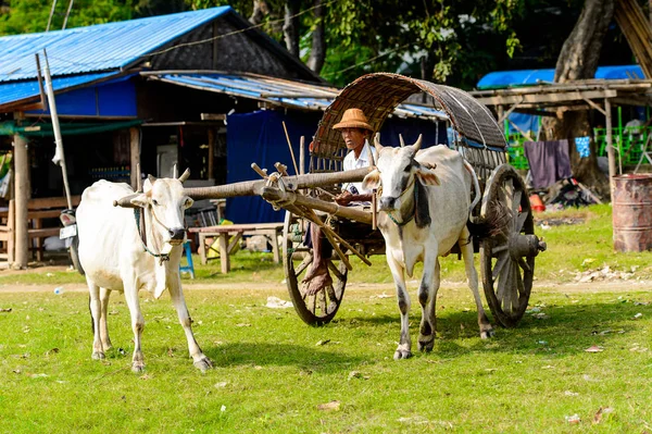缅甸明云 2016年8月26日 与奶牛一起运输 这是一辆当地出租车 适合游客 — 图库照片