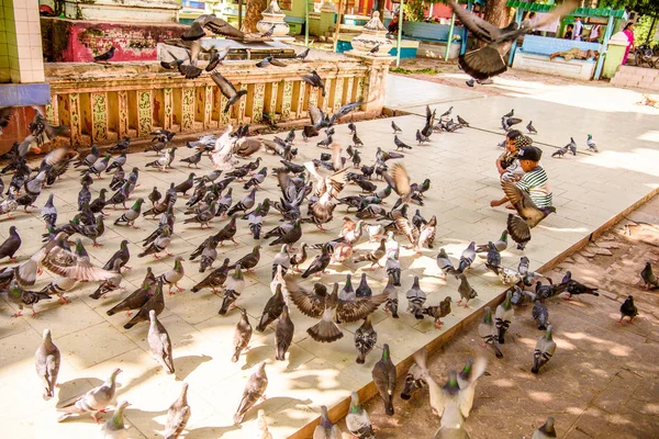 Monywa, Myanmar - 27 Ağustos 2016: Tanımlanamayan Birmanyalı çocuklar güvercinleri besliyor. Myanma halkının yüzde 68'i Bamar etnik grubuna mensandı