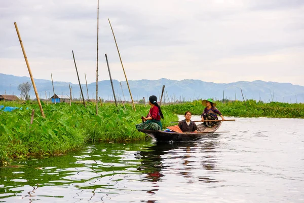 Inle Lake, Myanmar - 30 Ağustos 2016: Myanmar'ın Shan Eyaletinin Taunggyi İlçesi'nin Nyaungshwe İlçesi'nde bulunan bir tatlı su gölü olan Inle Sap'ın üzerinde bambu teknede bulunan tanımlanamayan Birmanyalı kadın