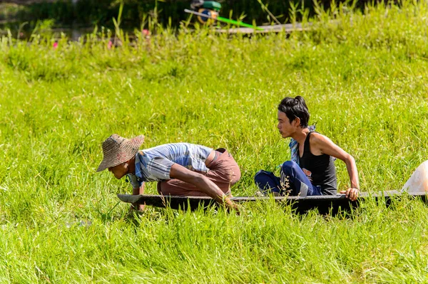 Inle Lake, Myanmar - 30 Ağustos 2016: Myanmar'ın Shan Eyaletinin Taunggyi İlçesi'nin Nyaungshwe İlçesi'nde bulunan bir tatlı su gölü olan Inle Sap'ın üzerinde bambu teknede bulunan tanımlanamayan Birmanyalı adam