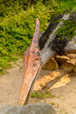 Bratislava, Slovakya - 28 Eylül 2016: Pterodactyls, Bratislava, Slovakya'daki Dinopark'ta. Bratislava, Slovakya şehrindeki popüler turistik mekanlardan biri.