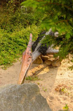 Bratislava, Slovakya - 28 Eylül 2016: Pterodactyls, Bratislava, Slovakya'daki Dinopark'ta. Bratislava, Slovakya şehrindeki popüler turistik mekanlardan biri.