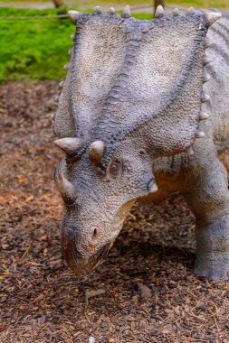Bratislava, Slovakya - 28 Eylül 2016: Bratislava, Slovakya'nın popüler turistik yerlerinden biri olan Dinopark'taki Chasmosaurus.