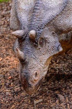Bratislava, Slovakya - 28 Eylül 2016: Bratislava, Slovakya'nın popüler turistik yerlerinden biri olan Dinopark'taki Chasmosaurus.