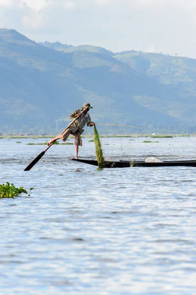 Inle Lake, Myanmar - 30 Ağustos 2016: Özel el yapımı ağı olan bir teknede tanımlanamayan Birmanyalı balıkçı. Bu Myanmar balıkçılık geleneksel yoludur