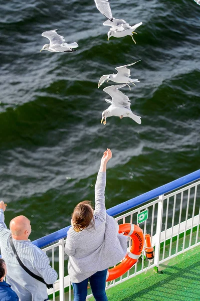 Helsinky Finsko Září 2016 Neidentifikovaný Lid Krmí Racky Křižníku Přes — Stock fotografie