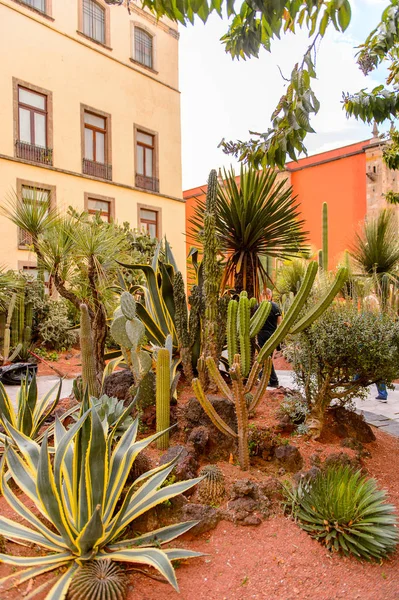 Πόλη Του Μεξικού Mex Οκτ 2016 Φυτά Στην Αυλή Του — Φωτογραφία Αρχείου