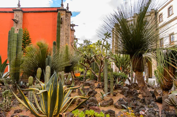 Πόλη Του Μεξικού Mex Οκτ 2016 Φυτά Στην Αυλή Του Εικόνα Αρχείου