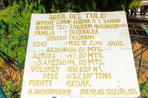 Santa Maria Del Tule Mexiko Oktober 2016 Trädet Tule Arbol — Stockfoto