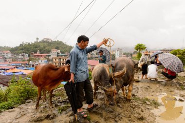 Bac Ha, Vietnam - 21 Eylül 2014: Bac Ha Market Buffalo satış bölümü, güzel renkli azınlıklar kostümleri giyen insanlar ile büyük bir Pazar pazarı