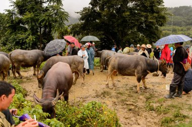 Bac Ha, Vietnam - 21 Eylül 2014: Bac Ha Market Buffalo satış bölümünde tanımlanamayan insanlar, güzel renkli azınlıklar kostümleri giyen insanlar ile büyük bir Pazar pazarı