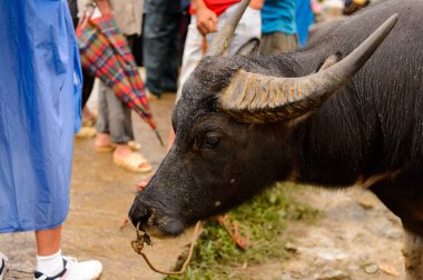 Bac Ha, Vietnam - 21 Eylül 2014: Bac Ha Market Buffalo satış bölümü, güzel renkli azınlıklar kostümleri giyen insanlar ile büyük bir Pazar pazarı
