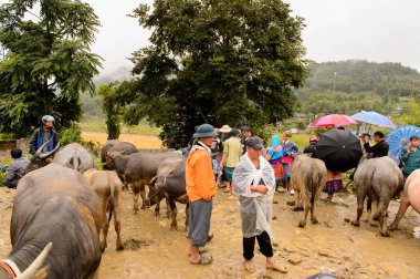 Bac Ha, Vietnam - 21 Eylül 2014: Kimliği belirsiz insanlar, güzel renkli azınlık kostümleri giyen insanlarla büyük bir Pazar pazarı olan Bac Ha Market'teki Buffalo satış bölümünde bufaloları izliyor