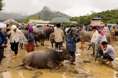 Bac Ha, Vietnam - 21 Eylül 2014: Kimliği belirsiz insanlar, güzel renkli azınlık kostümleri giyen insanlarla büyük bir Pazar pazarı olan Bac Ha Market'teki Buffalo satış bölümünde bufaloları izliyor